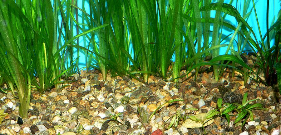 Echinodorus 'Quadricostatus' 4