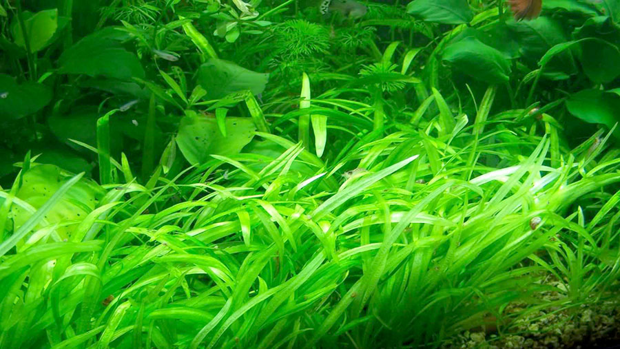 Echinodorus 'Quadricostatus' 5