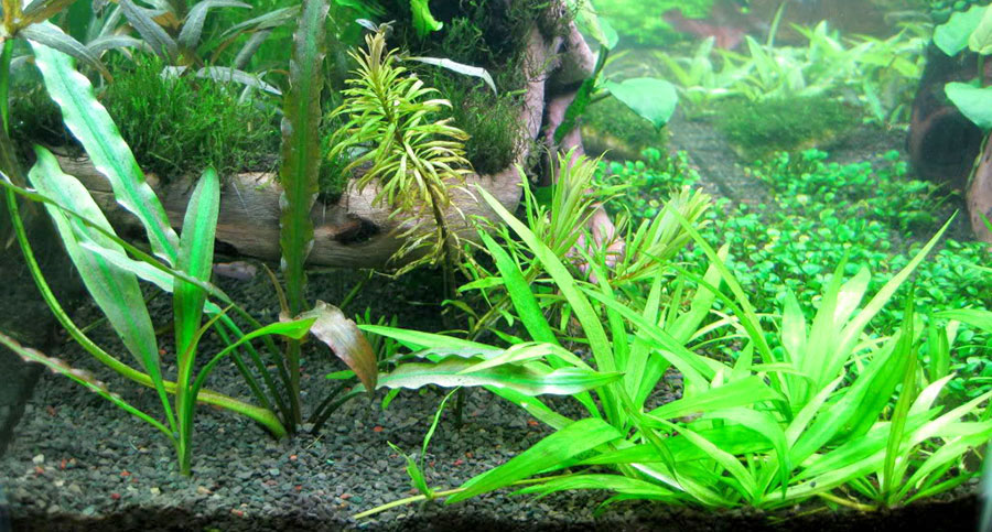 Echinodorus 'Quadricostatus' 6