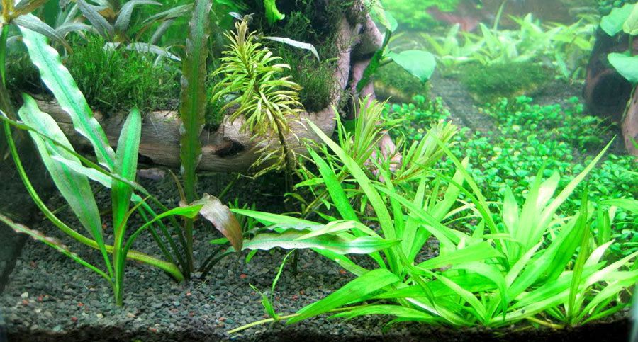 Echinodorus 'Quadricostatus' 6