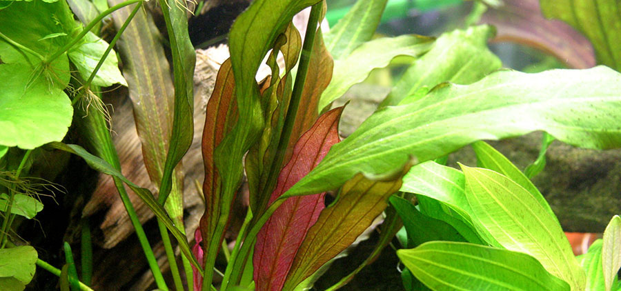 Echinodorus 'Red Diamond' 2