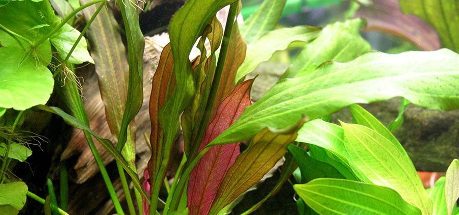 Echinodorus 'Red Diamond' 2