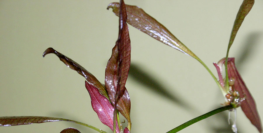 Echinodorus 'Red Diamond' 3