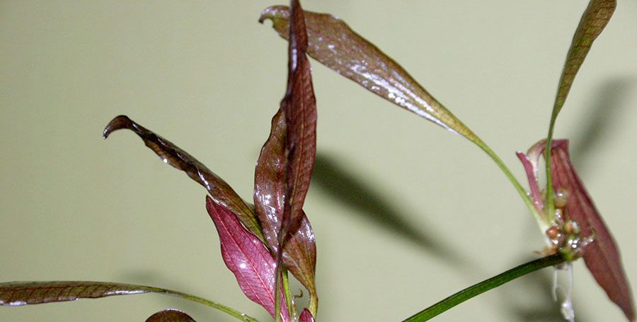 Echinodorus 'Red Diamond' 3