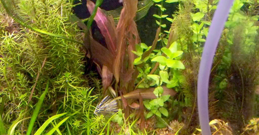 Echinodorus 'Red Diamond' 4