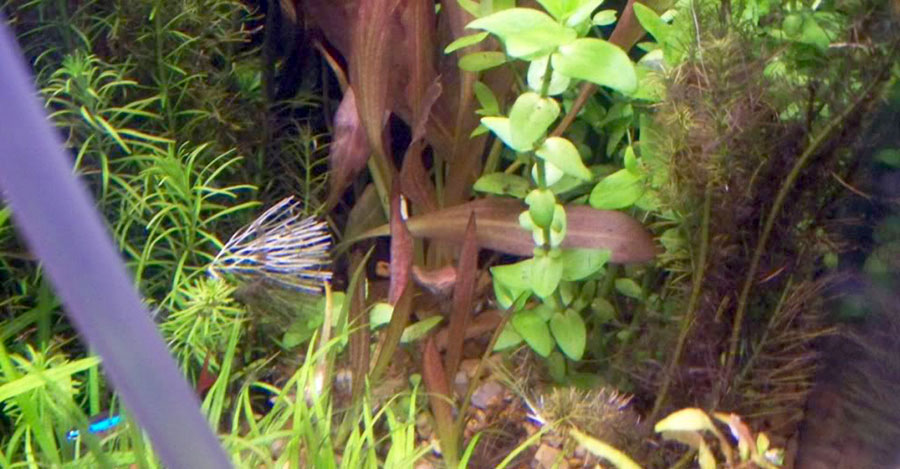 Echinodorus 'Red Diamond' 5