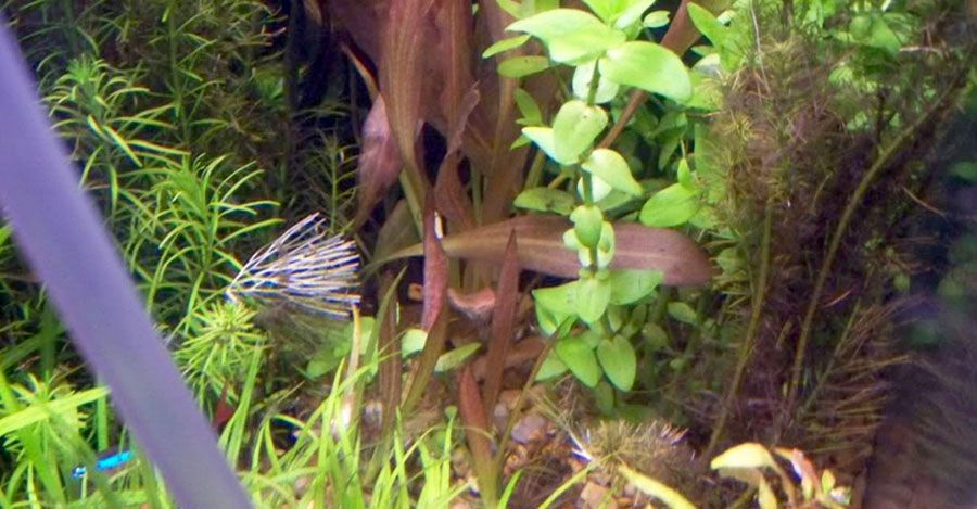 Echinodorus 'Red Diamond' 5