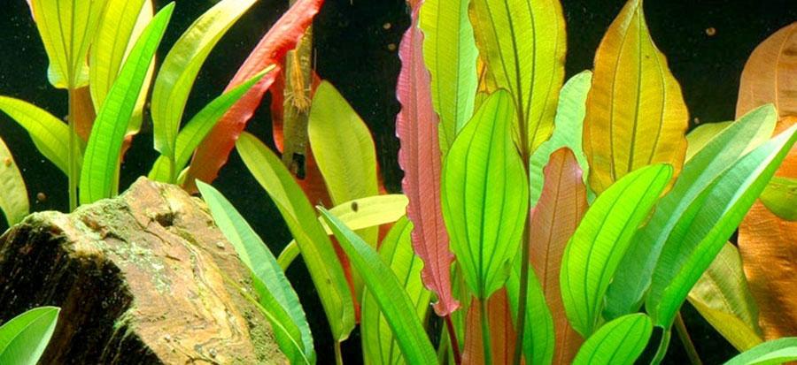 Echinodorus 'Red Diamond' 6