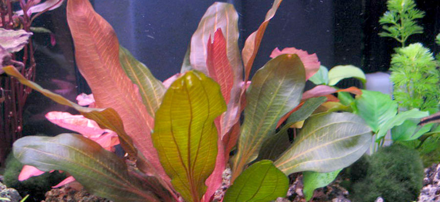 Planta espada especial Red