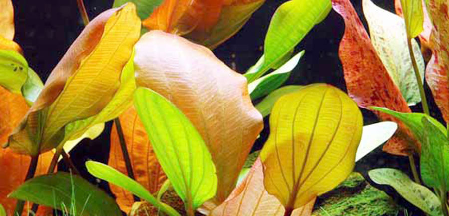 Echinodorus 'Red Special' 2