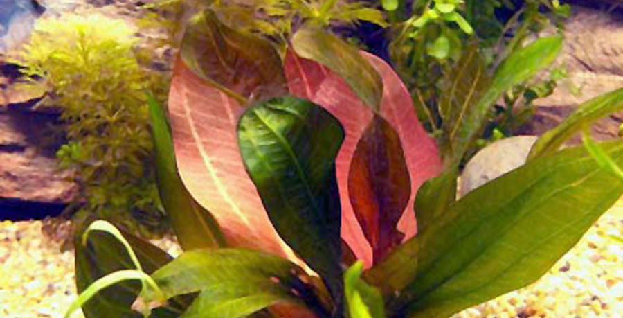 Echinodorus 'Red Special' 3