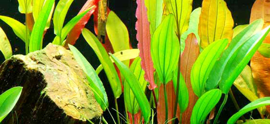 Echinodorus 'Red Special' 4