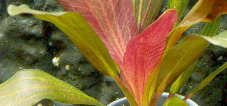 Echinodorus 'Red Special' 5
