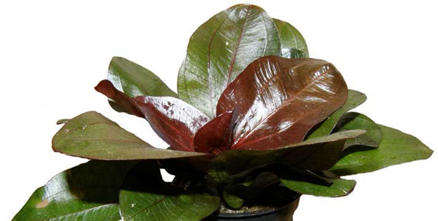Espada roja