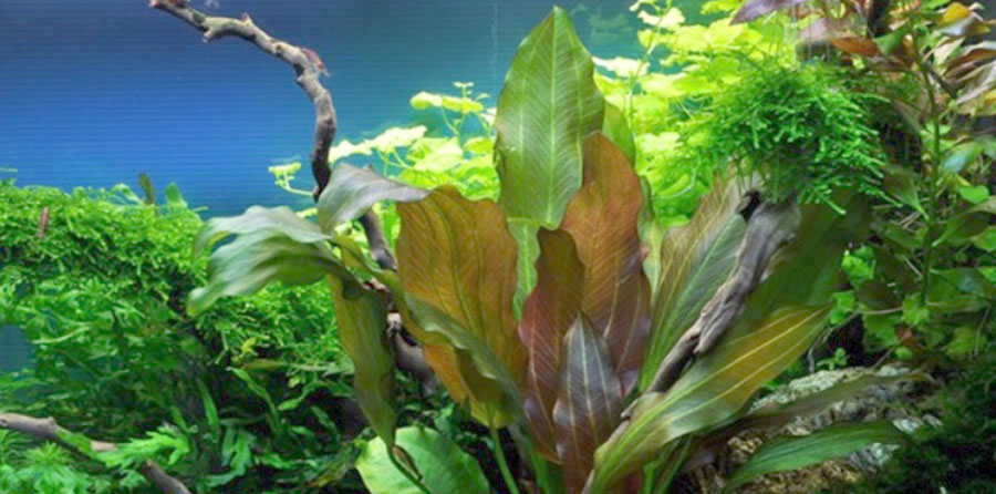 Echinodorus 'Reni' 2