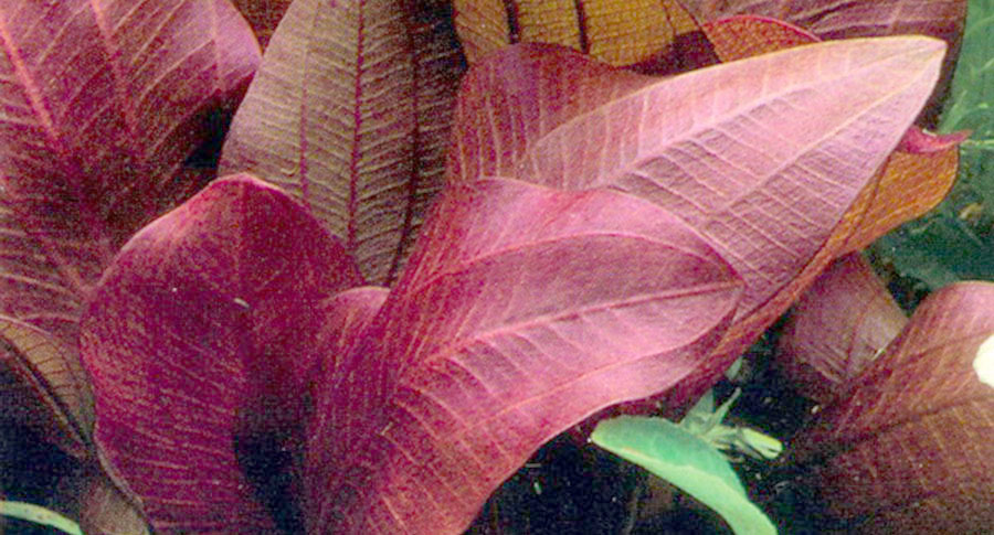 Echinodorus 'Reni' 3