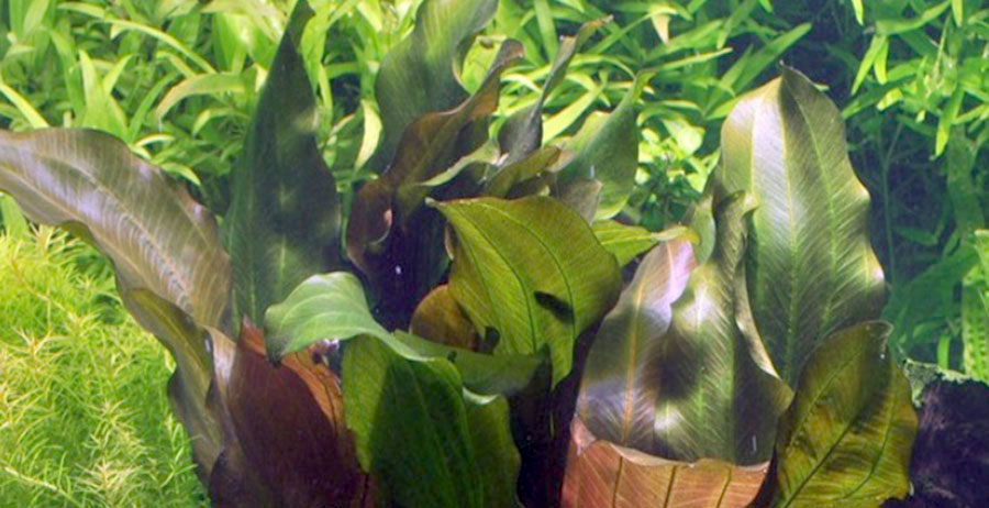 Echinodorus 'Reni' 4