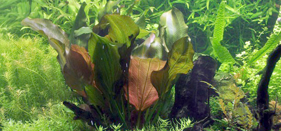 Echinodorus 'Reni' 5