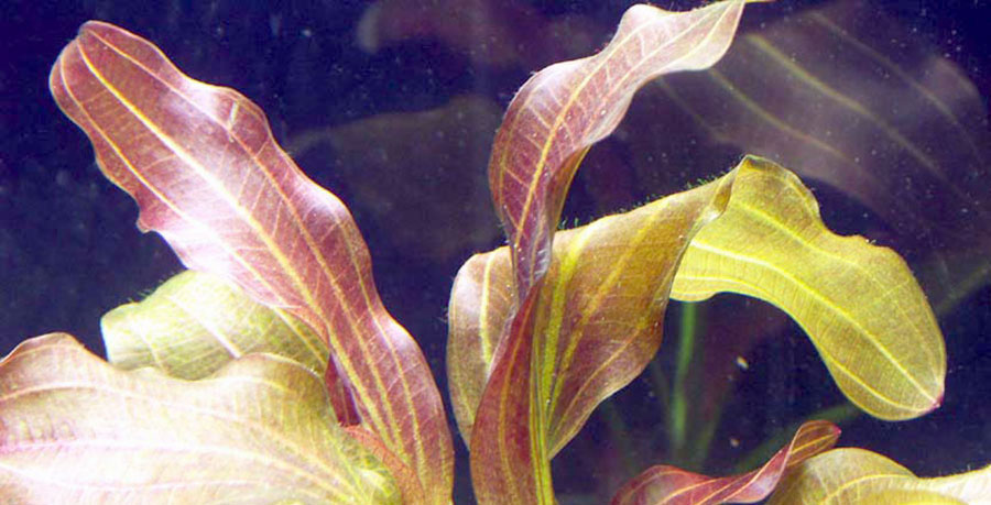 Echinodorus 'Reni' 6