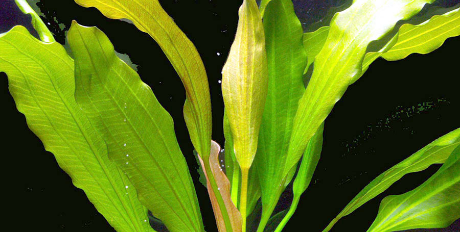 Echinodorus Rose