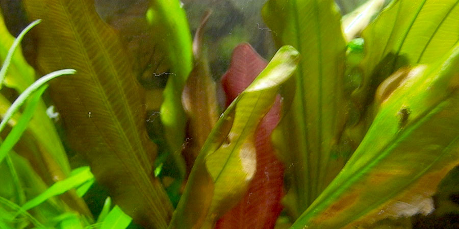 Echinodorus Rose 2