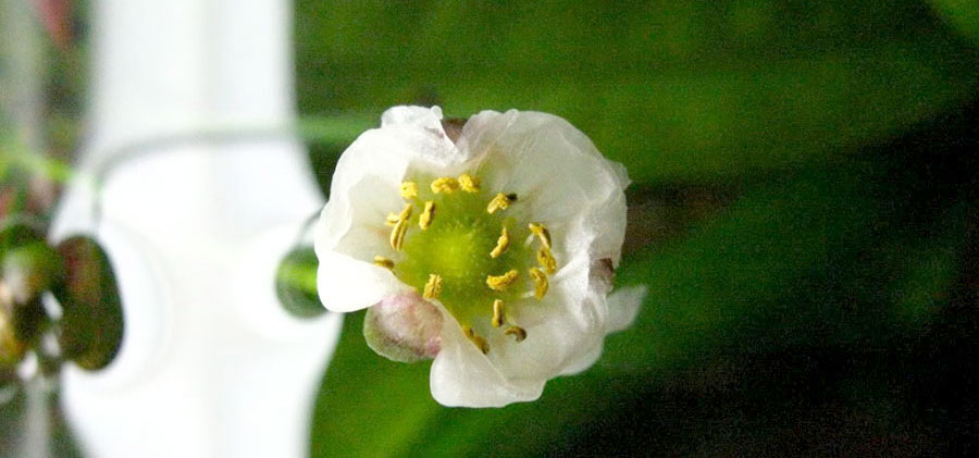 Echinodorus Rose 3