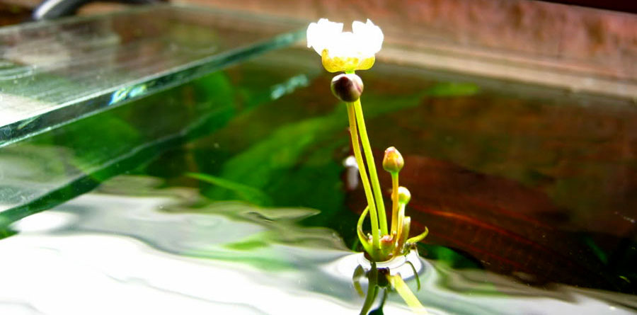 Echinodorus Rose 4