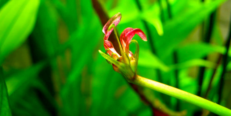 Echinodorus Rose 5