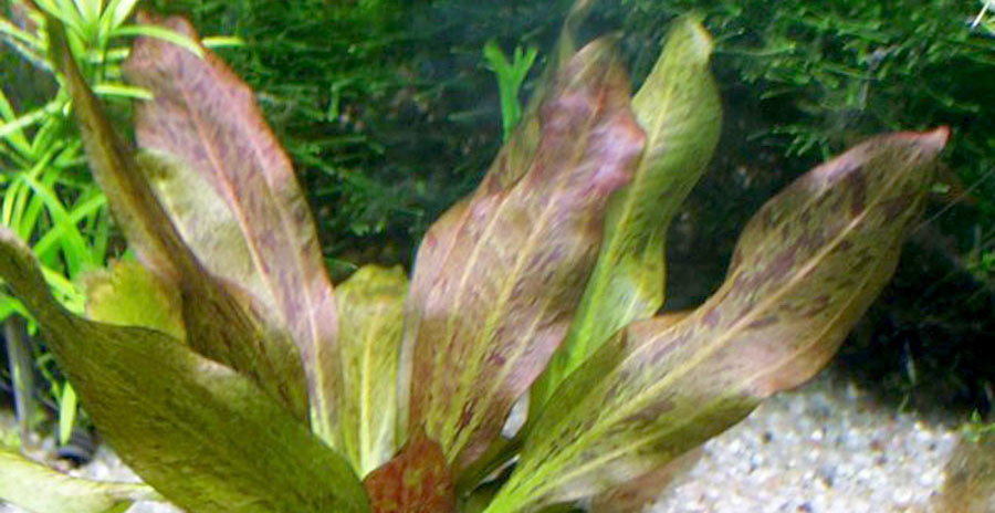 Echinodorus Rose 6