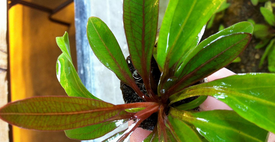 Echinodorus Rubin