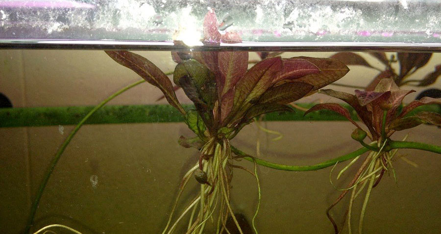 Echinodorus Rubin 2