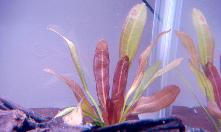 Echinodorus Rubin 3