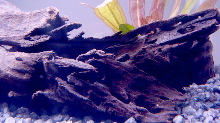 Echinodorus Rubin 4