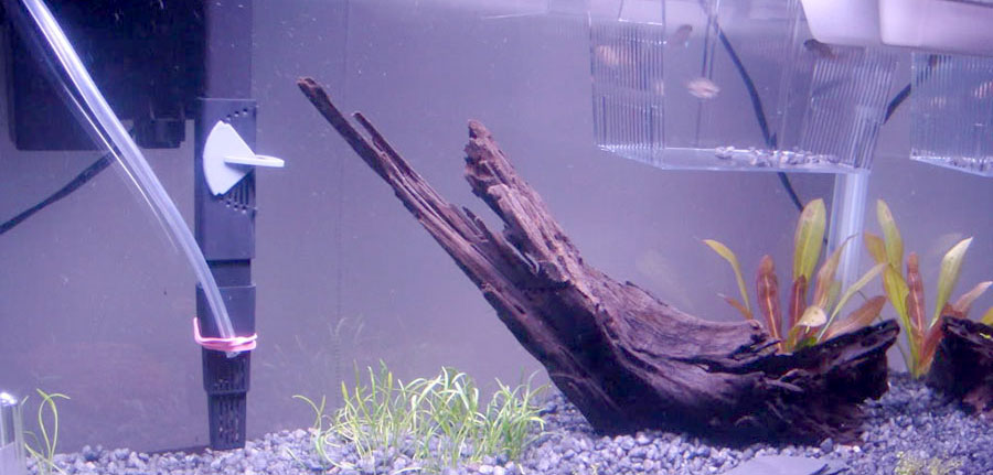 Echinodorus Rubin 5