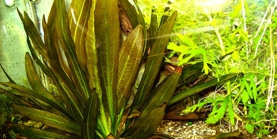 Echinodorus Rubin 6