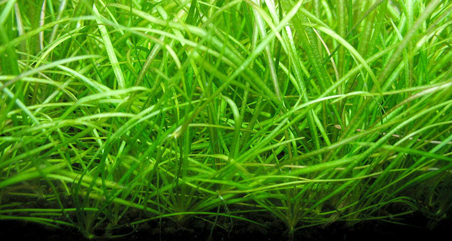 Echinodorus Tenellus 2