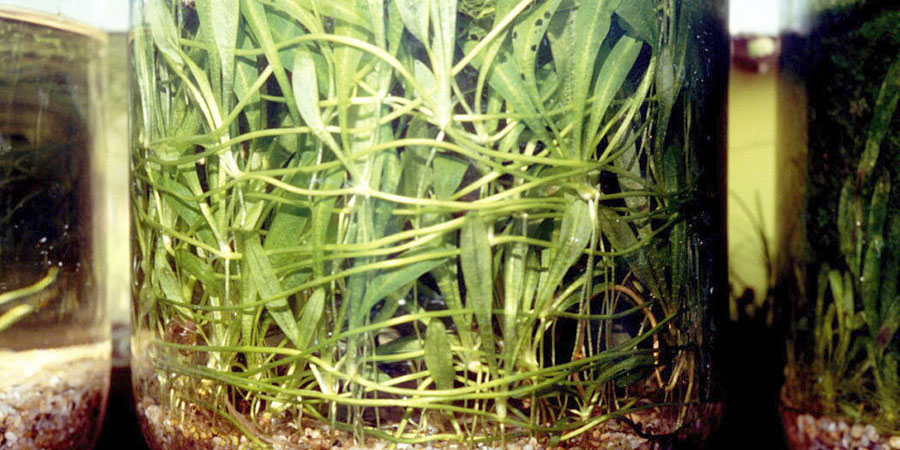 Echinodorus Tenellus 3