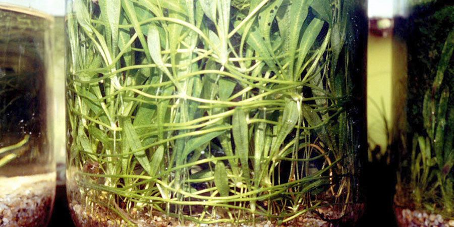Echinodorus Tenellus 3