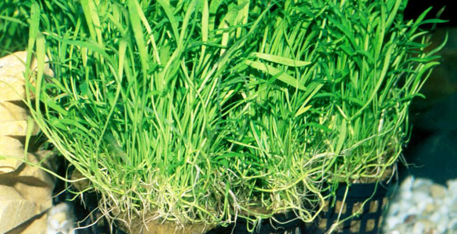 Echinodorus Tenellus 4