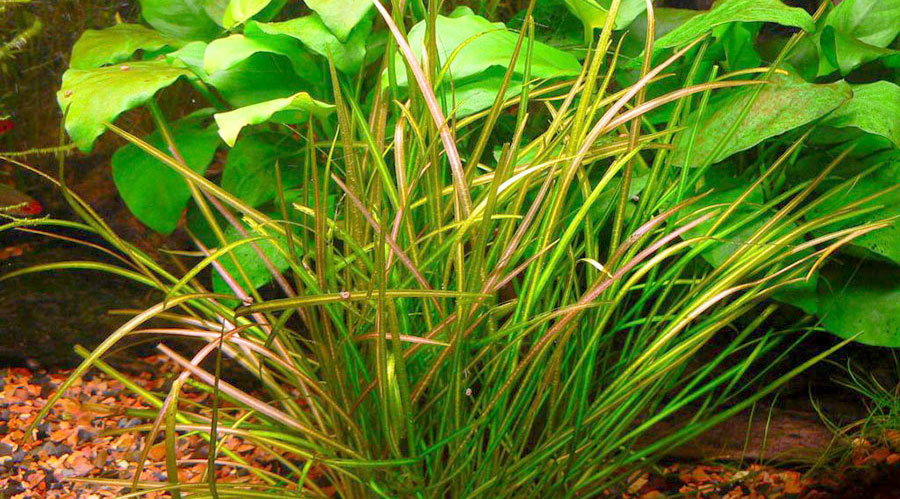 Echinodorus Tenellus 5