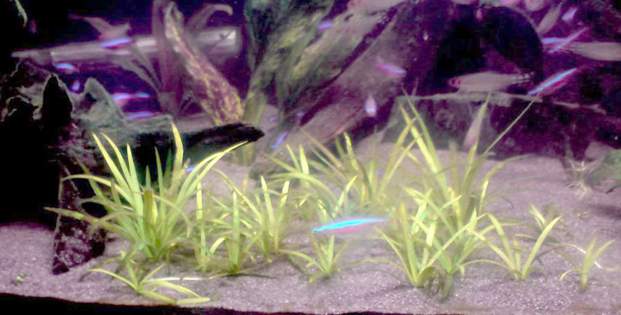 Echinodorus Tenellus 6