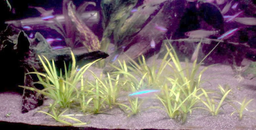 Echinodorus Tenellus 6