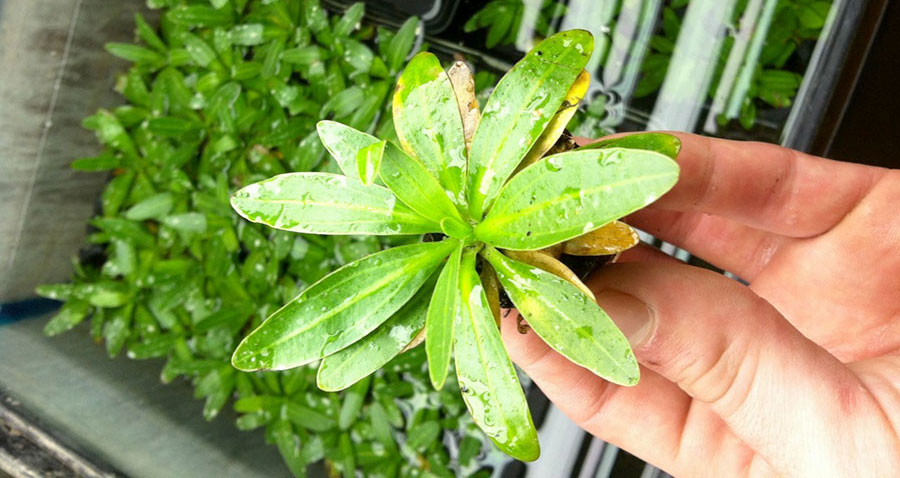 Planta Espada
