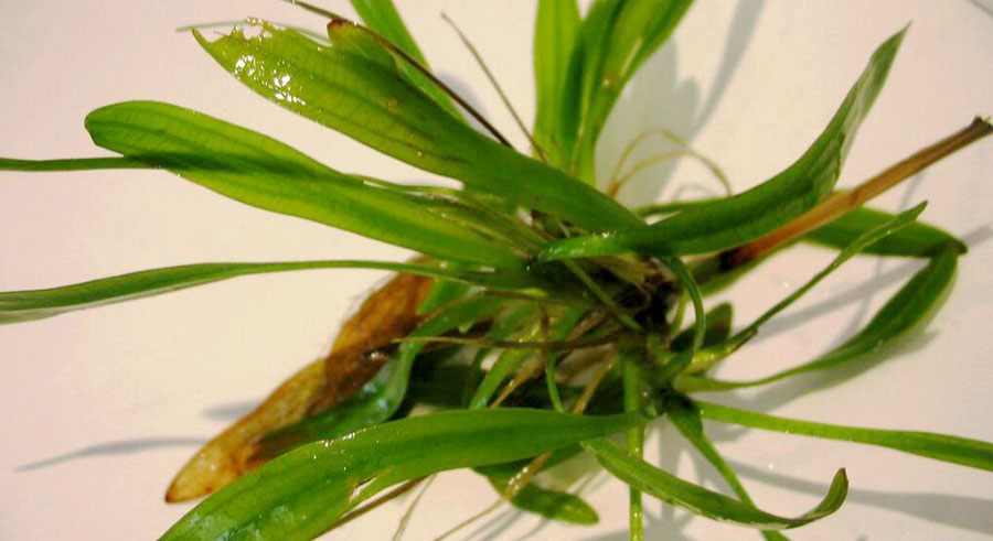 Echinodorus Uruguayensis 2