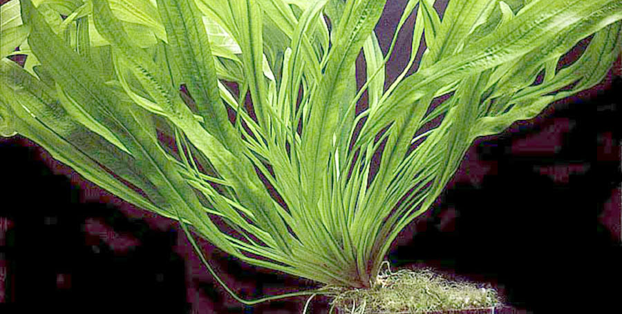 Echinodorus Uruguayensis 3