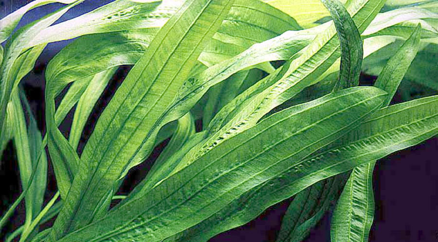 Echinodorus Uruguayensis 4