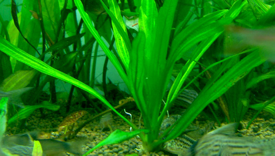 Echinodorus Uruguayensis 5
