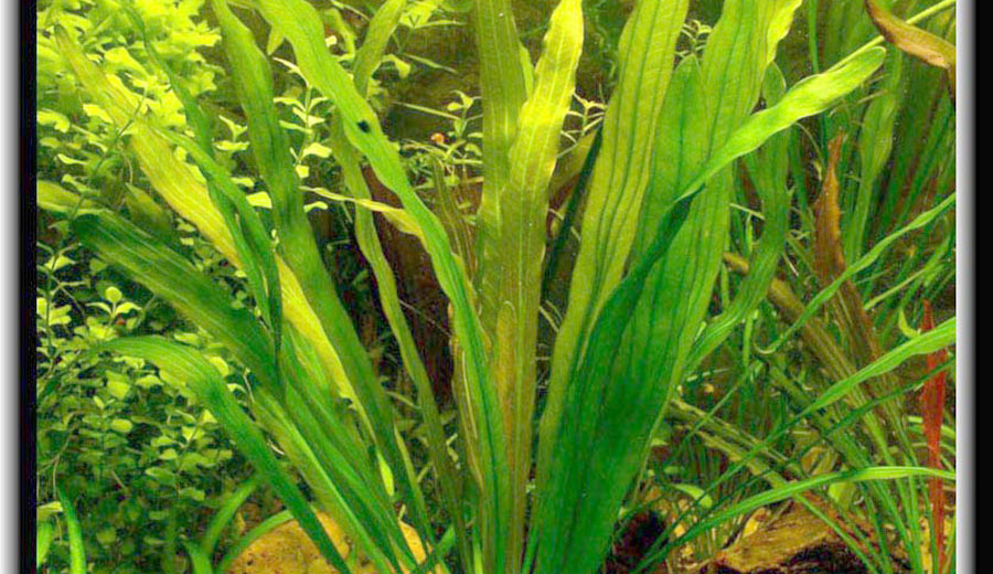 Echinodorus Uruguayensis 6