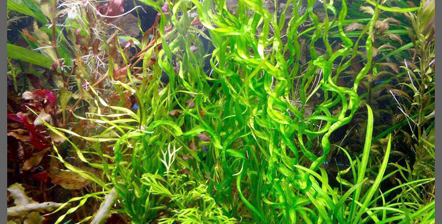 Echinodorus 'Vesuvius' 2