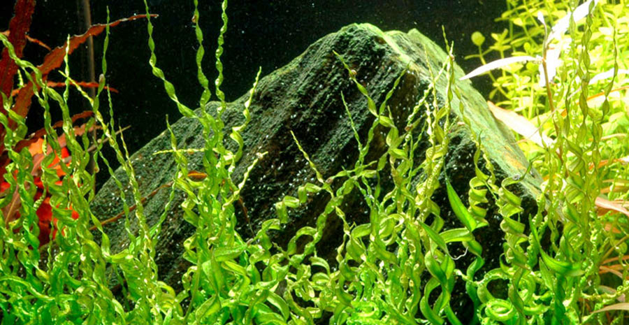 Echinodorus 'Vesuvius' 3